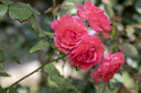 中一（zhongyi） 中一光学 85mm F2.0全画幅人像手动对焦镜头EF\AI\FE\FX 尼康口-黑色 标配 实拍图