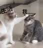 憨憨宠猫产房猫窝狗窝狗产房封闭式中型大型犬围栏产房猫咪怀孕生产用品 咖啡色丨S号74*74*43cm丨适合新生猫咪/狗狗 实拍图