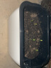 奥美优 种菜盆 长方形种植盆 塑料双层自动吸水花盆 阳台室内花卉绿植蔬菜种植盆 中号 LZ7447 晒单实拍图