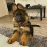 嘉瑰纯种德牧幼犬大型犬狼青犬弓背犬黑背幼犬狼狗幼犬德国牧羊犬幼犬 实拍图