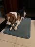 丰亮浴室吸水垫卫生间地垫厕所脚垫卫浴防滑垫地洗手间门口速干垫子 半圆墨竹熊猫【超纤记忆棉】 50cm*80cm 【性价比高】 实拍图