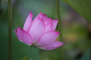 佳能（Canon）EF 100-400mm f/4.5-5.6L IS II USM 单反镜头 远摄变焦镜头 实拍图