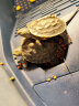 易萌乌龟缸带晒台塑料盆特大乌龟箱生态缸养龟专用乌龟晒背灯缸养龟箱盆池 实拍图
