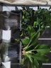 锦枫水培花卉盆栽 办公室水培绿植花卉盆栽玻璃花盆 幸福约定【2盆】 含盆栽好 实拍图