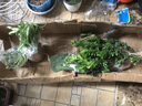 御春阁攀援植物美国五叶地锦苗子 爬山虎大苗 爬藤红叶爬墙虎花卉三叶 五叶爬山虎5年苗（2棵装） 实拍图