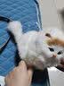 元氣小猴 仿真动物模型小猫咪儿童动物毛绒玩具会叫的猫玩偶仿真猫咪公仔圣诞节 真毛黄耳-礼盒礼袋+灯+发卡+铃铛 实拍图