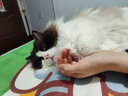 FURminator富美内特猫梳子布偶长毛猫梳毛刷猫用宠物梳子去毛神器梳毛神器 长毛中大型猫≥4.5kg 实拍图