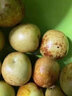 飘香果度 陕西大荔冬枣脆甜冰糖冬枣特级大果新鲜枣子整箱应季时令水果 净重5斤中果【5A级】顺丰包邮 实拍图