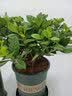 花竹恋杜鹃花四季开花盆栽花卉绿植阳台办公室红掌室内盆栽盆景大型绿植 栀子花 含盆栽好发货高度40厘米左右 实拍图