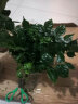 意轩幸福树富贵树绿色植物办公室绿植花卉室内植物大小盆栽盆景 10-20厘米高一盆4棵 晒单实拍图