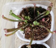莺歌燕舞【新奇植物】捕蝇草植物花卉绿植驱蚊阳台盆栽食虫趣味猪笼草室内 海角瓶子草 原盆载好发货 实拍图