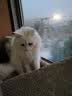 伟嘉（whiskas）【日期新鲜】伟嘉猫粮成猫猫粮海洋鱼味10kg 实拍图