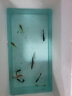 美人雾孔雀鱼观赏鱼活体凤尾鱼斗鱼宠物活体小型热带鱼活体活鱼 七彩蕾丝3对（3cm左右） 实拍图