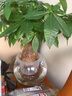 水培植物玻璃瓶透明玻璃花瓶容器绿萝花盆圆球形鱼缸水养大号器皿 25圆球花瓶-土培 实拍图