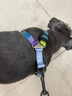 ISPET狗狗胸背带泰迪柴犬柯基法斗金毛狗绳2024四季通用可调节狗背带 everking系列提森彩色 S码 实拍图