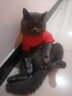 开饭乐鲜肉小方猫主食湿粮 鸭肉鸡肉枸杞子美短英短通用型全期猫粮 全期 鸡肉金枪鱼南瓜190g*8 实拍图