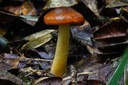 老蛙（LAOWA） 老蛙100mm F2.8 2倍放大全画幅百微超微距镜头 昆虫花卉人像 黑色【标配】 索尼FE口 实拍图