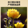 北京同仁堂 青源堂 胎菊40克 菊花茶茶叶花草茶杭白菊花蕾枸杞金银花决明子茶养生茶礼品 实拍图