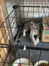 蔻丝猫笼子家用室内幼猫别墅省空间小型自由拼接小猫笼 中号-109*37*37-小猫笼 基础款：可DIY裸笼 实拍图