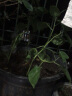 寿禾 东北姑娘果灯笼果种子洋菇娘黄金莓盆栽蔬菜阳台盆栽春夏种籽 洋姑娘果种子100粒+菇娘果秧12棵 实拍图