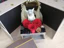 FirstLove永生花独角兽红玫瑰花礼盒七夕情人节生日礼物送女友 实拍图