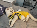 华元宠具（hoopet）猫咪衣服防掉毛蓝猫宠物布偶英短美短秋冬薄款冬季保暖可爱四脚衣 【薄绒款】俏皮猫咪背带裤黄色 S-（建议3-6斤） 实拍图