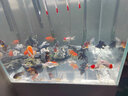 优鱼若宠观赏鱼活体水族宠物鱼 金鱼活鱼 小金鱼活体 冷水鱼淡水鱼 5-6cm精品混色兰寿5条+2条防损 实拍图