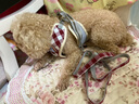 唐宠 狗绳狗狗牵引绳宠物狗绳子小型犬狗链子泰迪遛狗绳胸背带背心式 实拍图