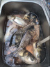 挺派 浮钓鲢鳙钓组水怪钓笼鲢鳙水怪钓组无阻倒刺鲢鱼胖头专用爆炸钩 5钩新型弹簧式饵笼2个装 9号 实拍图