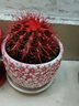 昊兰诺金冠仙人球【多头金丝猴】仙人掌 多肉植物 办公室  小盆栽 金虎仙人球红色 含盆 实拍图