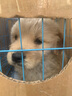 果粒之星纯种金毛幼犬双血统小金毛金毛犬巡回寻回犬沙滩金枫叶宠物狗活体 血统级 实拍图