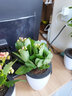 家中有果长寿花重瓣花卉盆栽四季观花植物 四季开花盆栽带花苞发货 实拍图