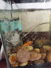 柏卡乐 鱼缸过滤棉加厚高密度水族箱高透水白棉过滤材料生化棉鱼缸用品 1米*13.5厘米 大白棉 厚3cm 实拍图