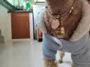 SKEINS刻字防丢失吊牌猫咪狗狗项圈铜铃铛脖圈宠物铃铛可调节铃铛颈圈 棕色反光项圈+银色猫牌（特殊尺备注配铃铛） 实拍图