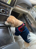 SLPC狗狗衣服小型犬泰迪衣服两脚卫衣猫咪服装比熊博美法斗宠物衣服 藏青色 XL（8.5-12斤左右） 实拍图