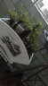 裕轩堂扇形陶瓷花盆个性君子兰盆简约创意长花盆带托盘家用室内植物盆批 扇形/76034 特大 实拍图