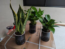 欧悟 室内办公桌面绿植净化空气除甲醛水培植物小绿植花卉盆栽绿萝 A【虎皮兰+金钻+绿萝】套餐 带盆栽好 实拍图