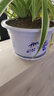 雅亭 鑫腾 环保优质简约塑料花盆 圆形加厚花盆园艺阳台托盘花盘 280型-口径25厘米 含托盘 实拍图