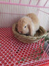暮秋小主血统宠物兔垂耳兔活体大型安哥拉长毛迷你侏儒猫猫兔活物已做疫苗 单血统暹罗侏儒猫猫兔 实拍图