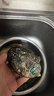 鲜京采 鲜活鲍鱼1斤（10-12只） 海鲜水产贝类 煲汤滋补源头直发 实拍图
