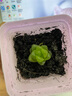 亿昂多肉植物/肉肉植物组合盆栽绿植花卉肉肉室内阳台 玉露+彩色盆+土 含盆 实拍图