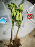 蓝馨花苑嫁接柚子树苗南方北方种植盆栽地栽阳台庭院果树苗柚子苗当年结果 红心蜜柚 4年苗 当年结果 实拍图