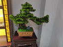 朴记 禅意新中式仿真迎客松艺术品摆件客厅酒店玄关办公桌软装室内创意陶瓷盆景家居根雕桌面装饰品 紫砂大美叶大号 实拍图