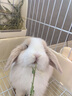 暮秋小主血统宠物兔垂耳兔活体大型安哥拉长毛迷你侏儒猫猫兔活物已做疫苗 单血统霜白垂耳兔（公母备注） 实拍图