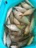 老鬼鱼饵一包饵一筐鱼野战鲫鱼鲤草鳊野钓一包单开四季通用钓鱼饵料鱼 【5包装】一包饵一筐鱼野战版 实拍图