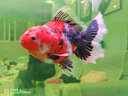 森森（SUNSUN）大型鱼缸水族箱免换水客厅风水家用下滤底过滤鱼缸 1.2米长屏风款36cm宽 高缸竖门 带豪华套餐 实拍图