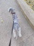 ISPET狗狗衣服宠物泰迪猫咪衣服金毛大中小型犬薄款四季通用&新疆棉 黑色-部分码数升级两袖 2XL 建议14-20斤 实拍图