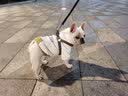 憨憨宠 狗狗衣服猫衣服宠物泰迪衣服冬季猫咪衣服小型犬衣服幼犬秋冬服 蓝色 萝卜小挎包卫衣 L号建议体重8-11斤 实拍图
