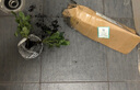 泰西丝绿植盆栽植物室内客厅绿植小盆景四季常青办公室小盆栽花卉 实拍图
