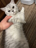哈宝哈贝优质剑麻猫抓垫猫抓板猫睡垫凉席加厚耐磨脚垫窝垫防猫抓保护沙发 60*90CM【布边+无痕钉】 颜色随机 实拍图